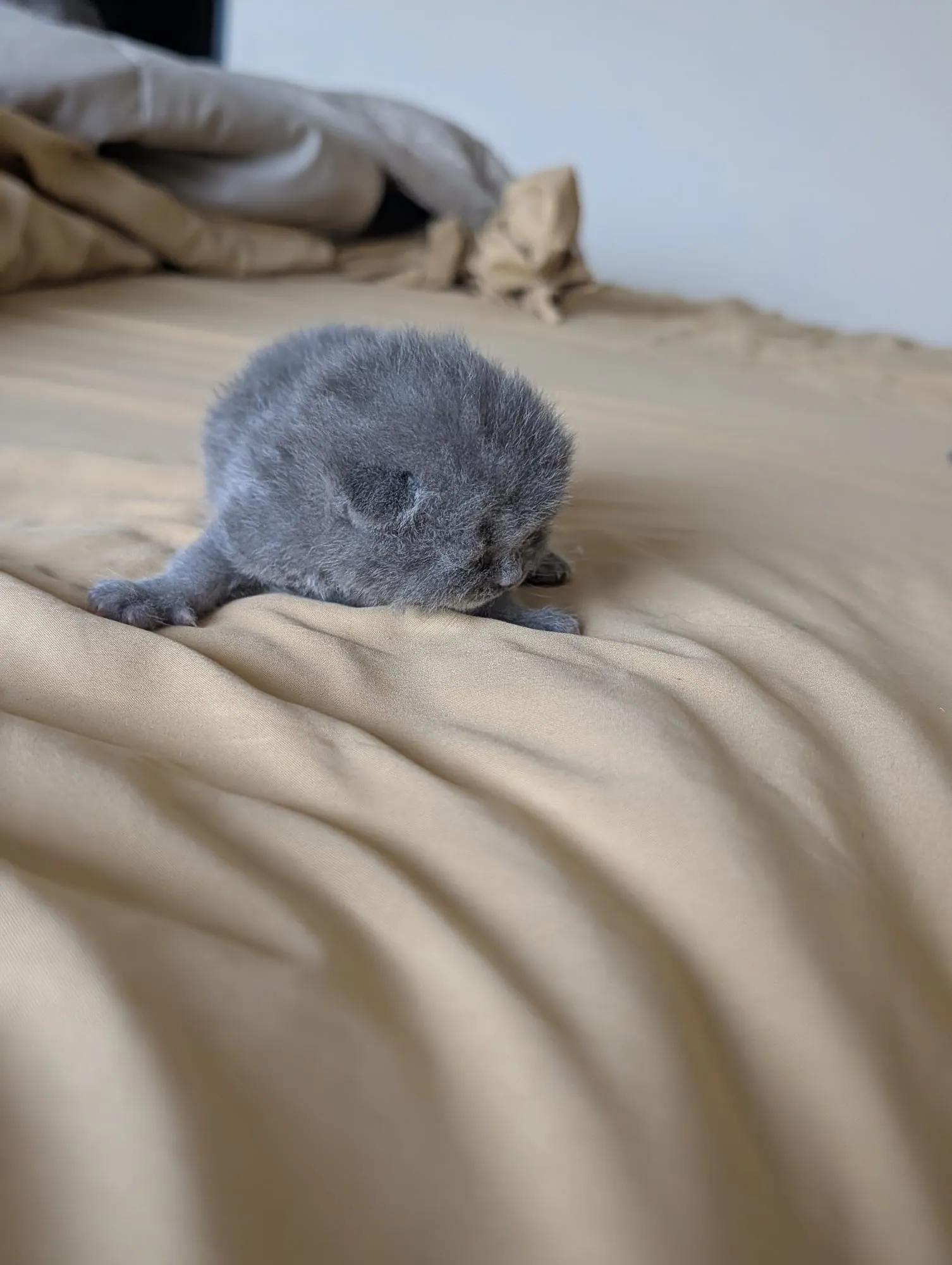 Bebé Blue 1, Scottish azul (gris azulado)