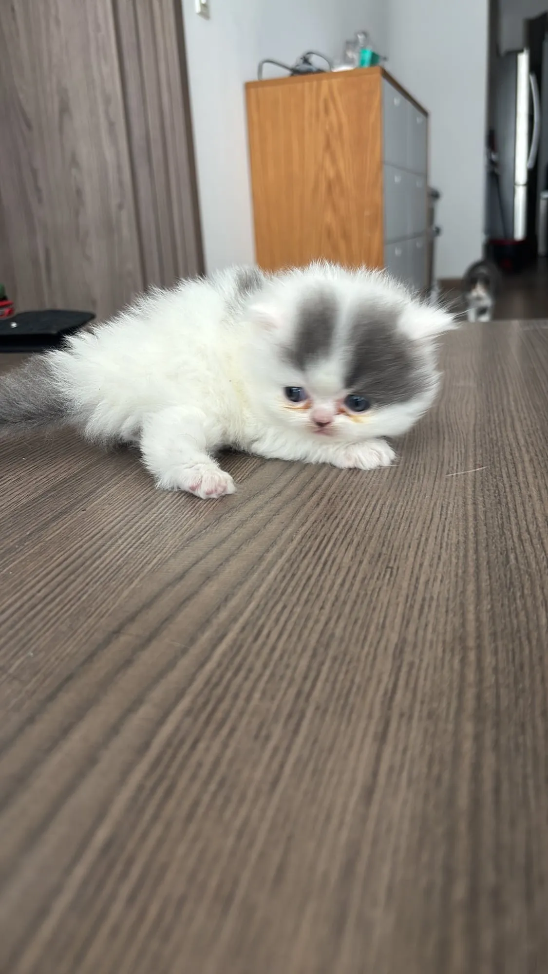 Gizmo, Scottish Straight blanco, pelo largo (highland straight)