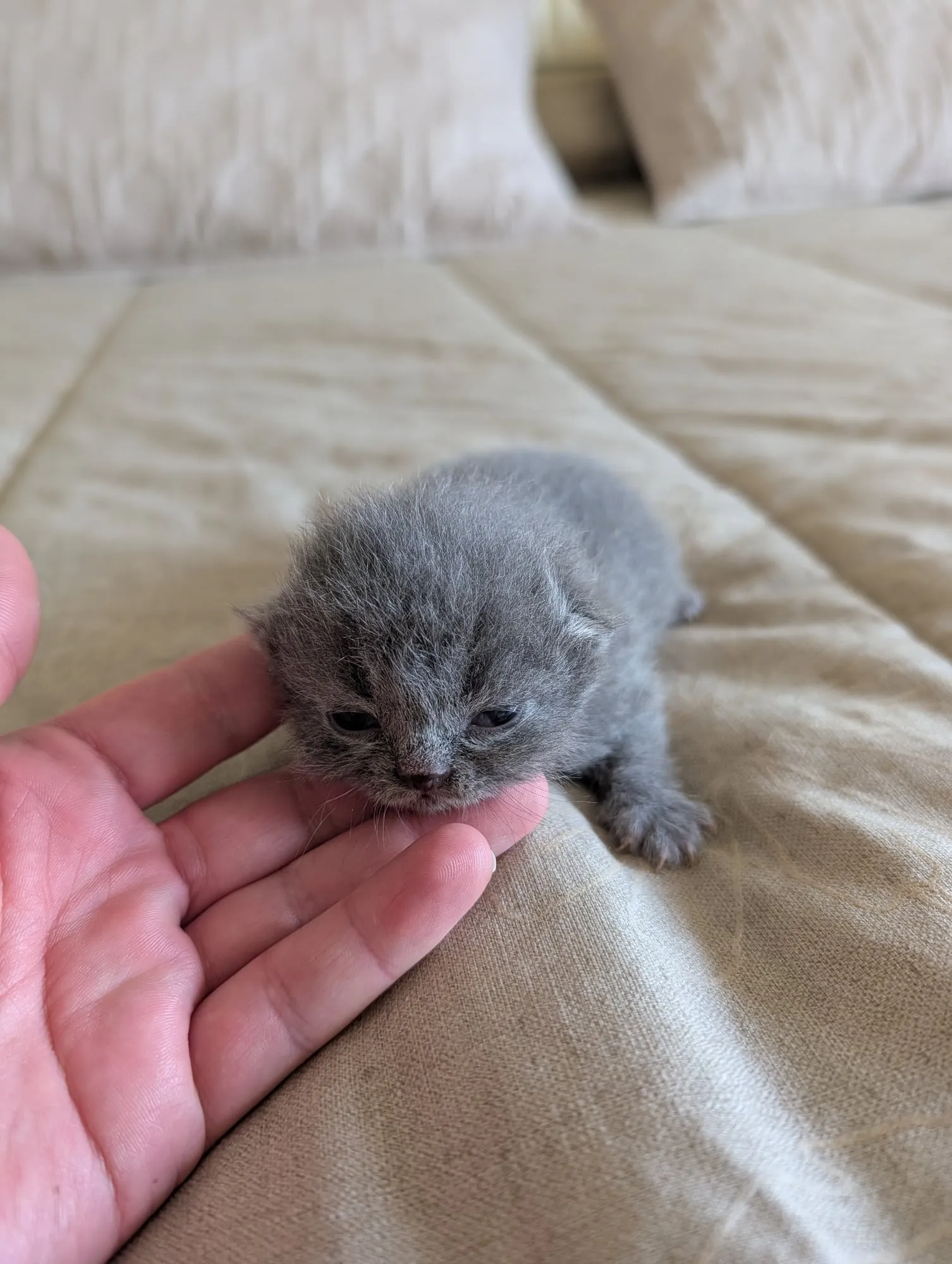 Bebé Blue 2