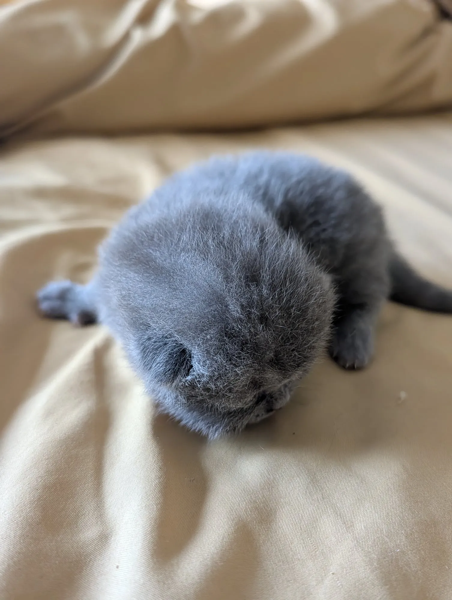 Bebé Blue 1, Scottish azul (gris azulado)