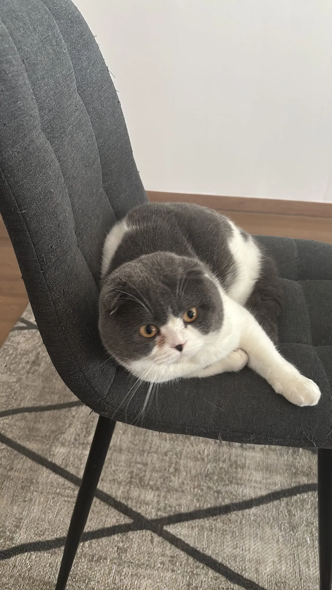 Lichi, Scottish Fold blanco con gris