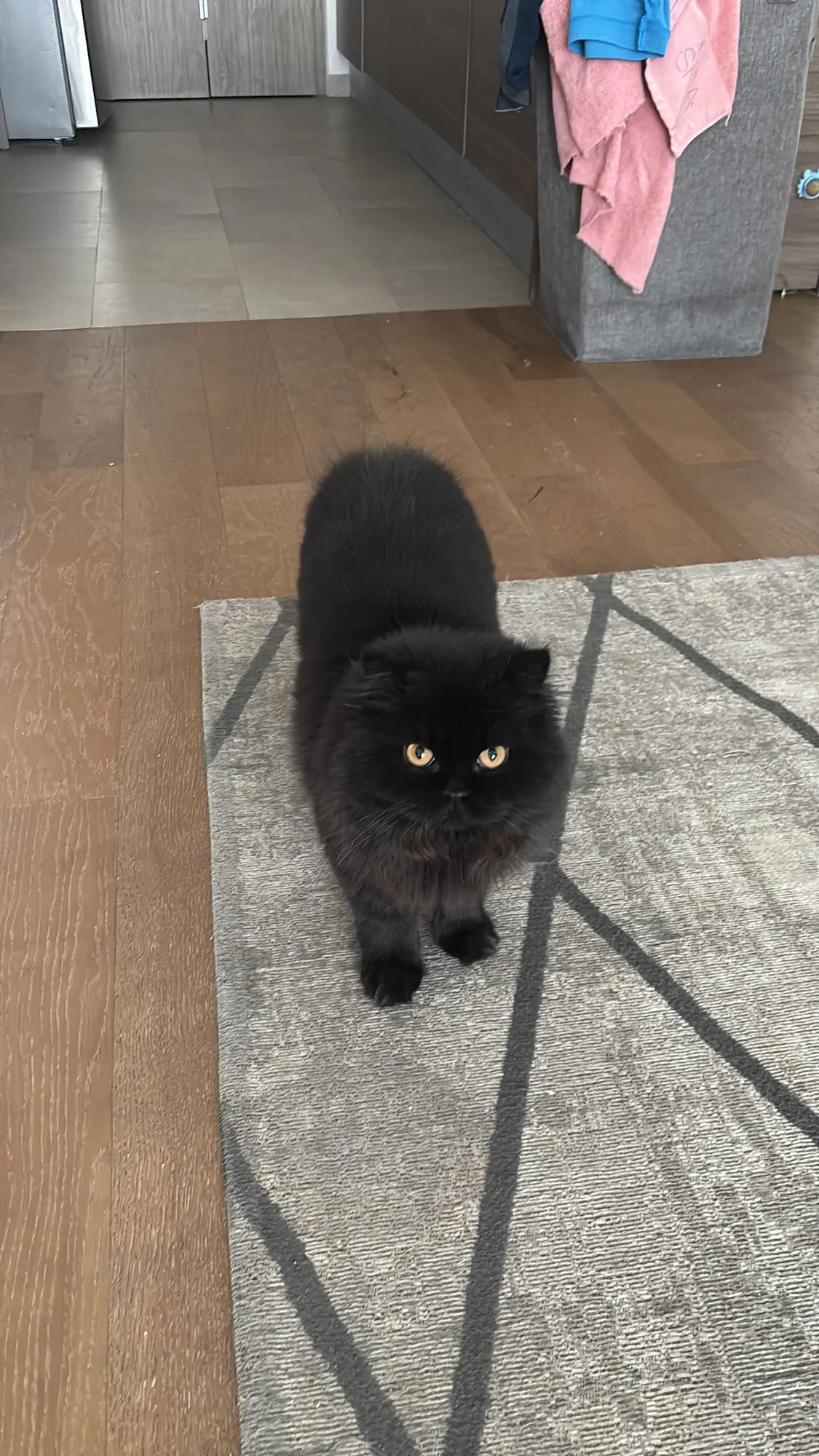 Jäger, Scottish Straight negro, pelo largo (highland straight)