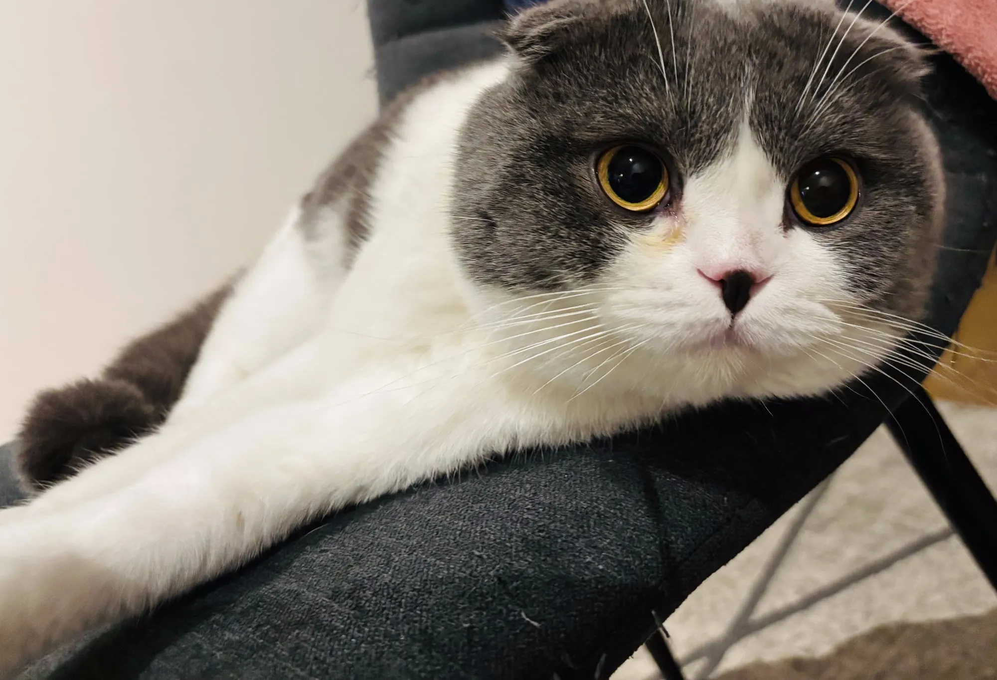 Lichi, Scottish Fold blanco con gris