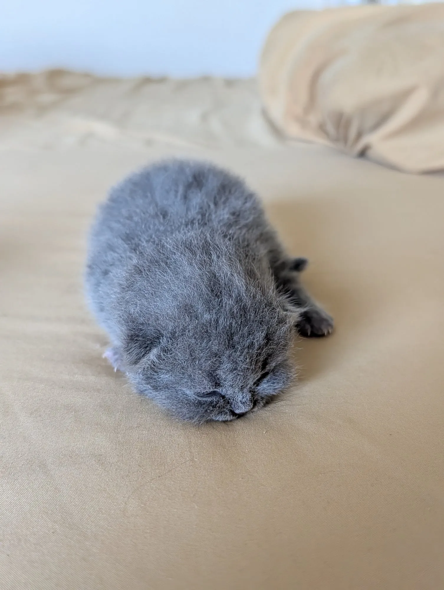 Bebé Blue 1, Scottish azul (gris azulado)