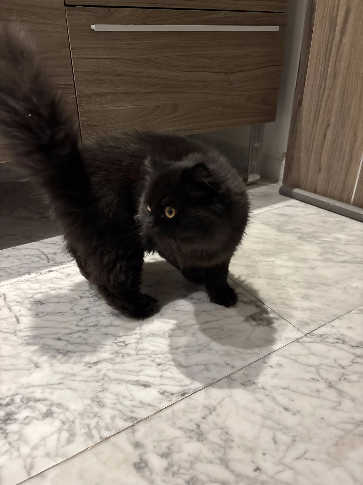 Jäger, Scottish Straight negro, pelo largo (highland straight)