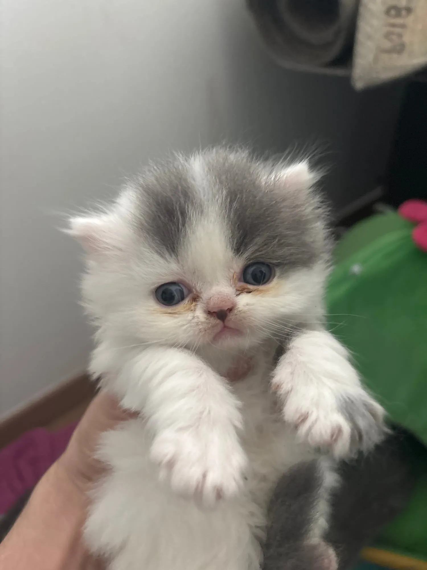Gizmo, Scottish Straight blanco, pelo largo (highland straight)