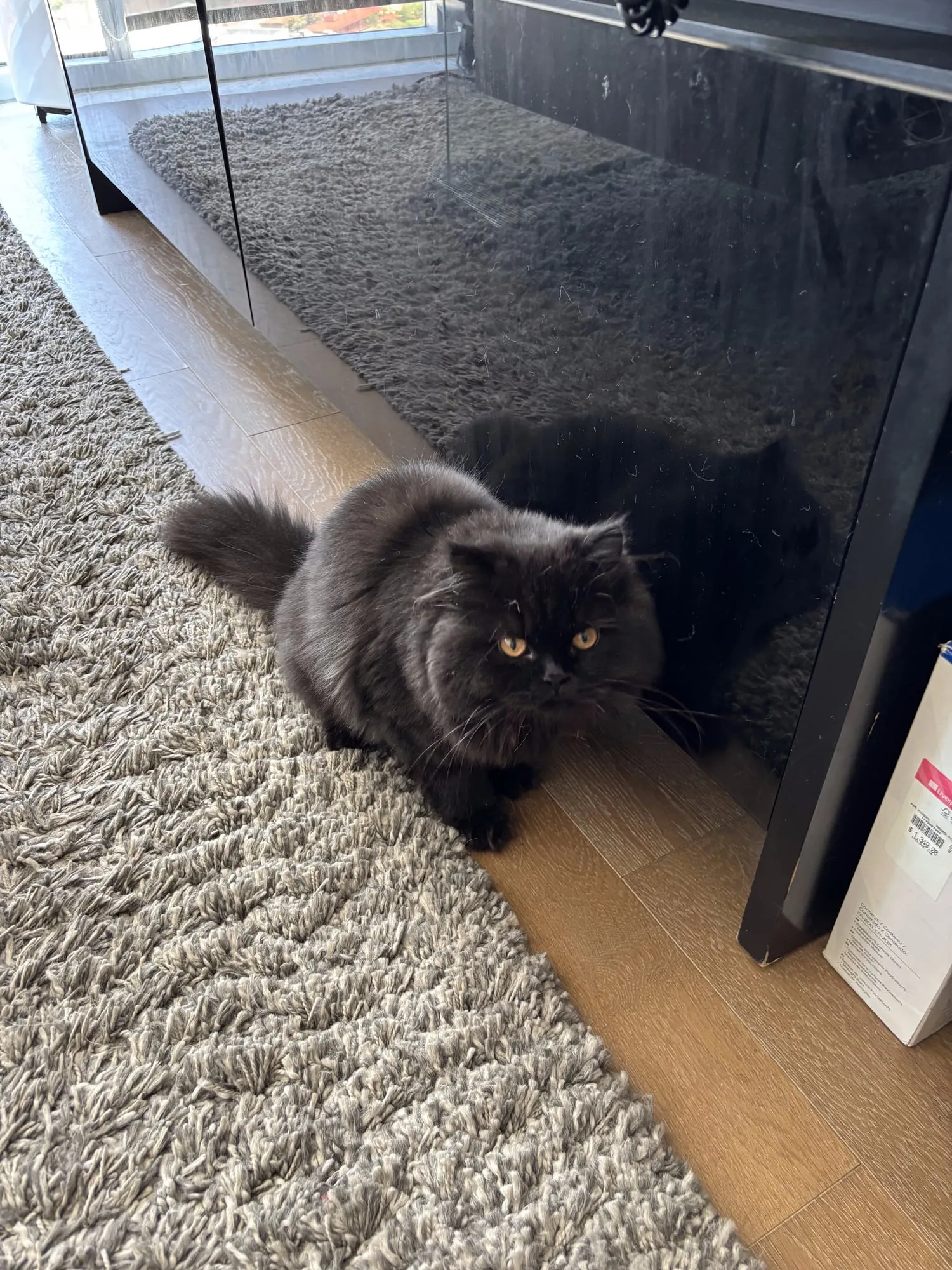 Jäger, Scottish Straight negro, pelo largo (highland straight)