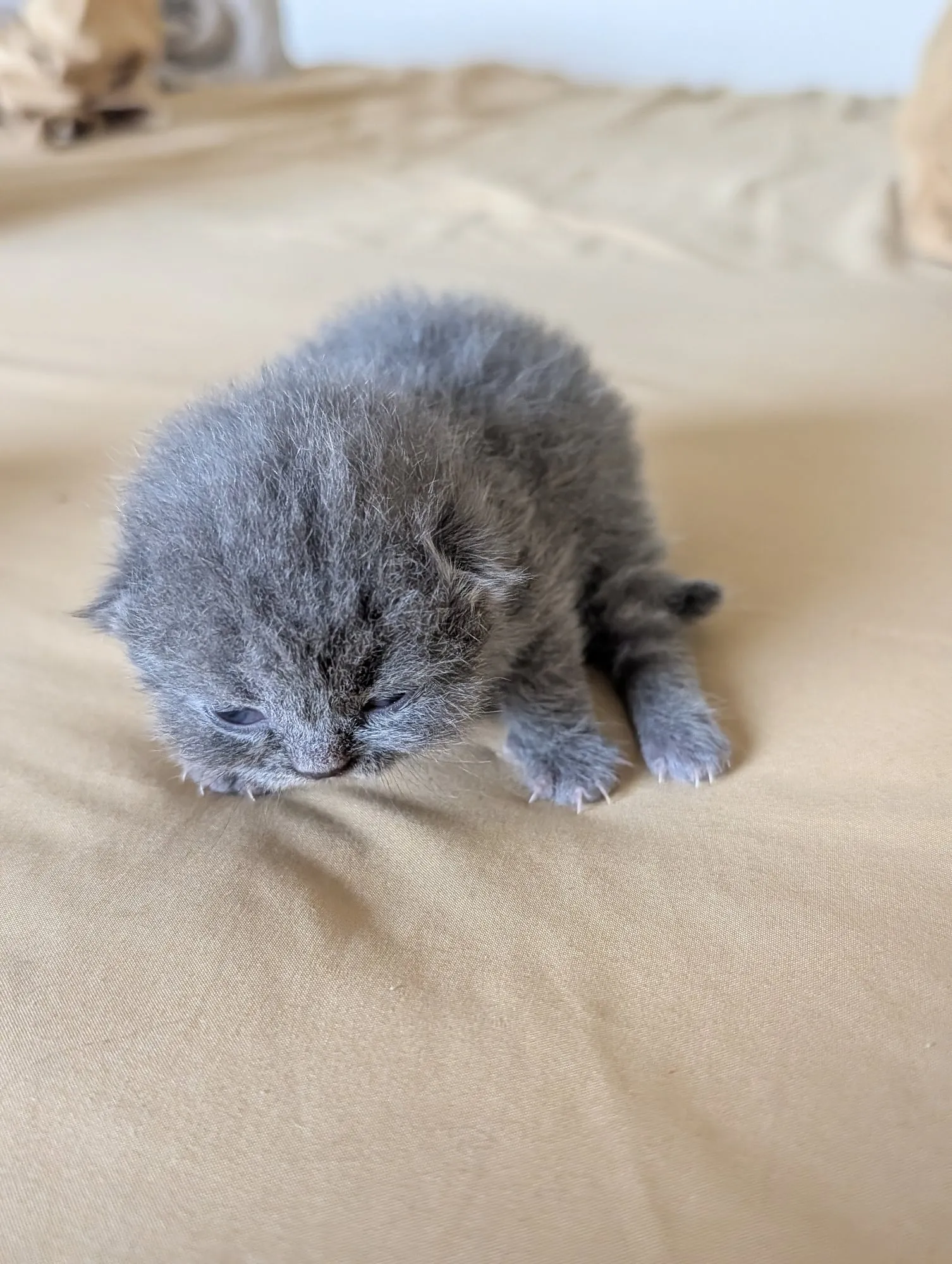 Bebé Blue 1, Scottish azul (gris azulado)