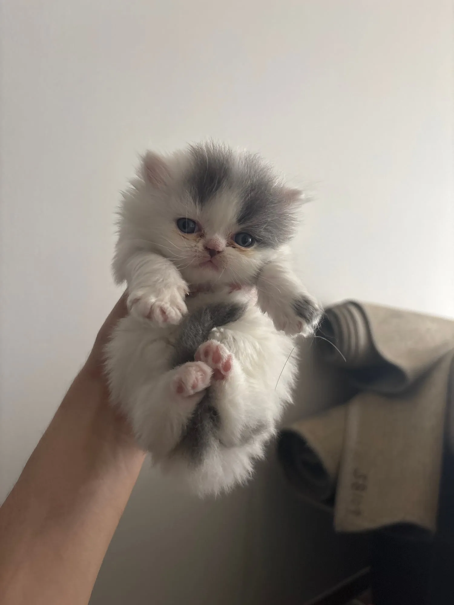 Gizmo, Scottish Straight blanco, pelo largo (highland straight)