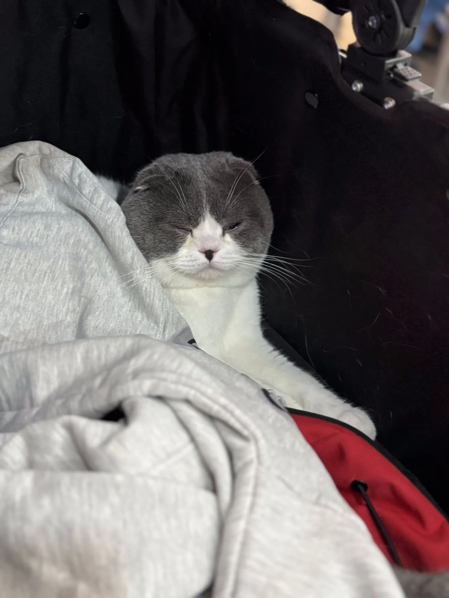 Lichi, Scottish Fold blanco con gris