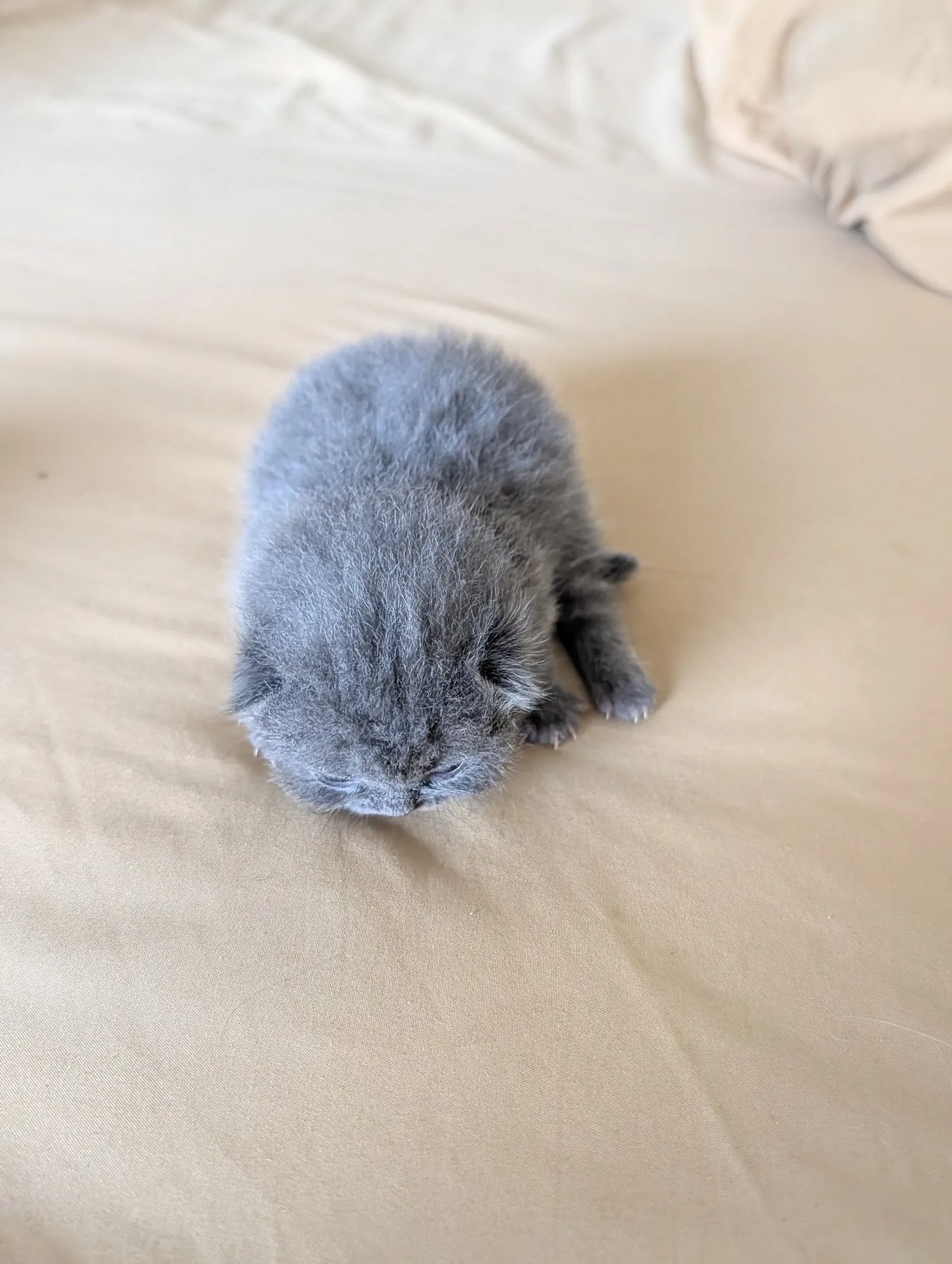Bebé Blue 1, Scottish azul (gris azulado)
