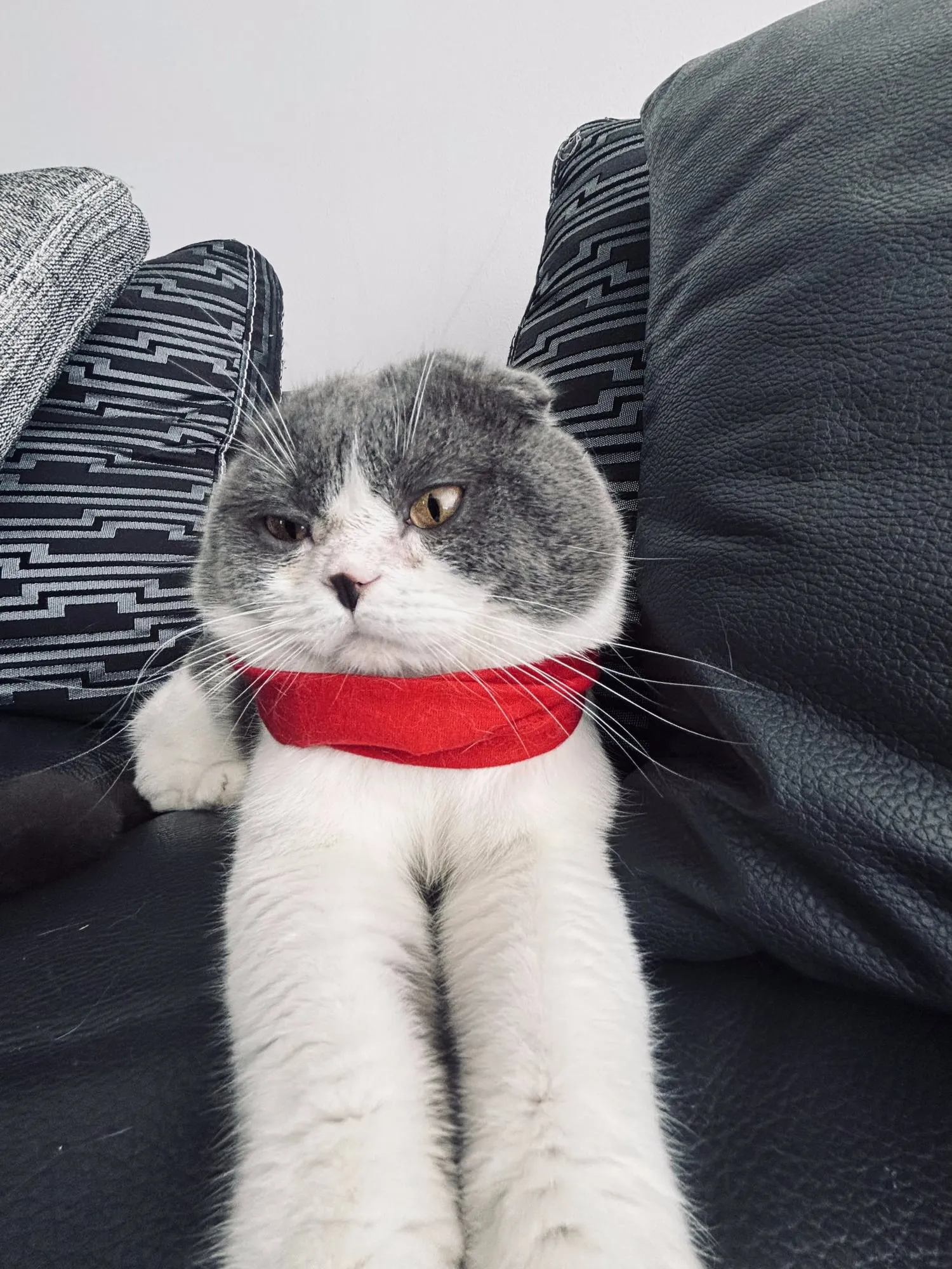 Lichi, Scottish Fold blanco con gris