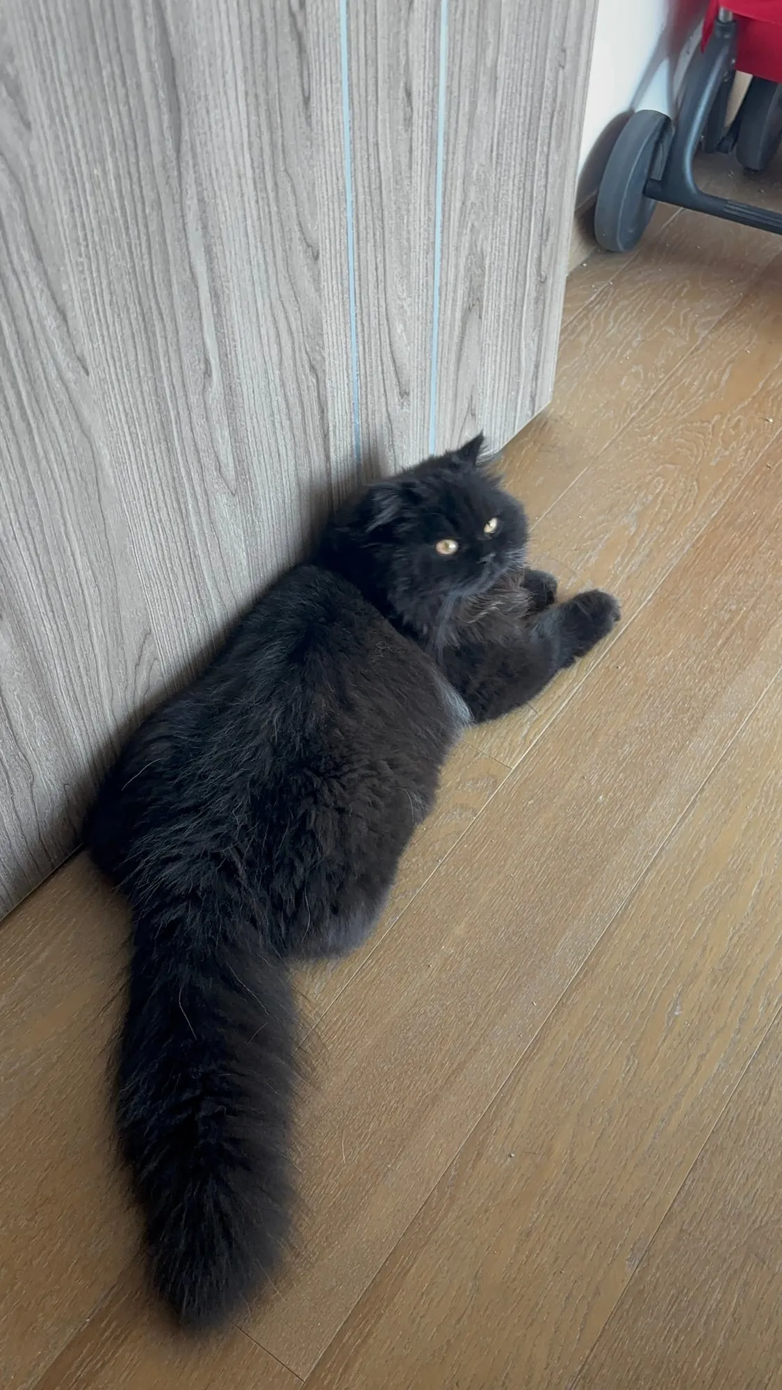 Jäger, Scottish Straight negro, pelo largo (highland straight)