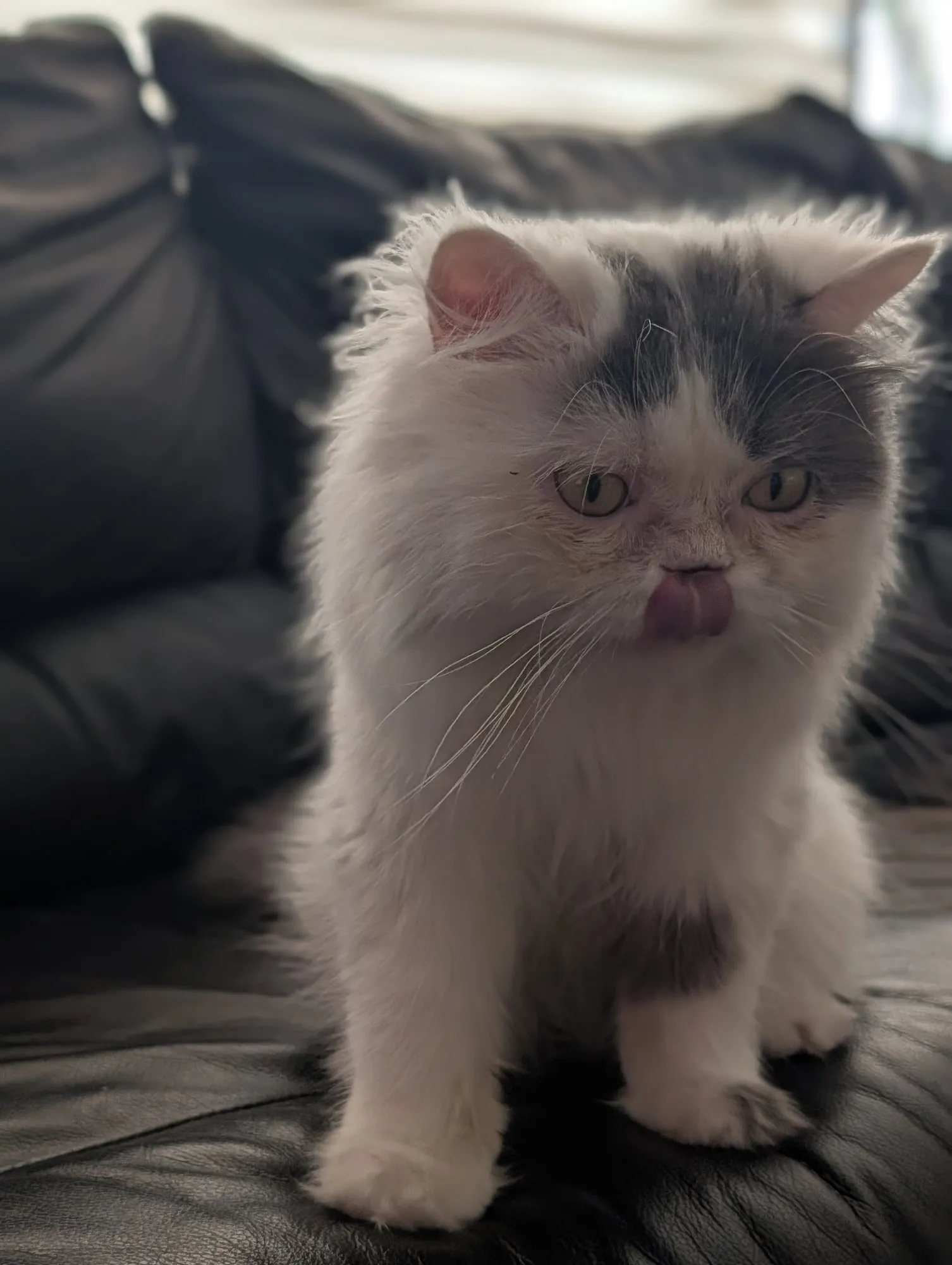 Gizmo, Scottish Straight blanco, pelo largo (highland straight)