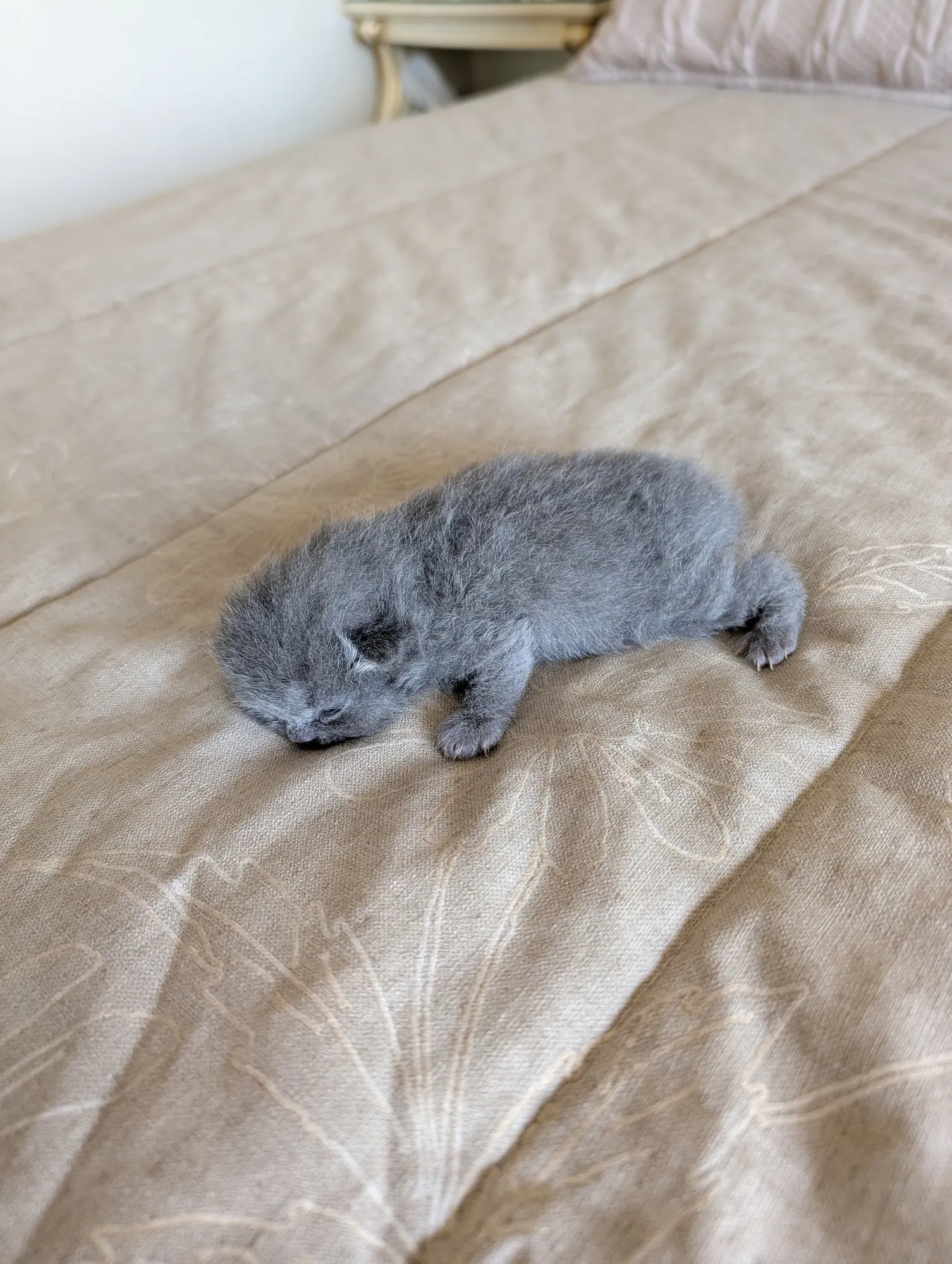 Bebé Blue 2, Scottish azul (gris azulado)