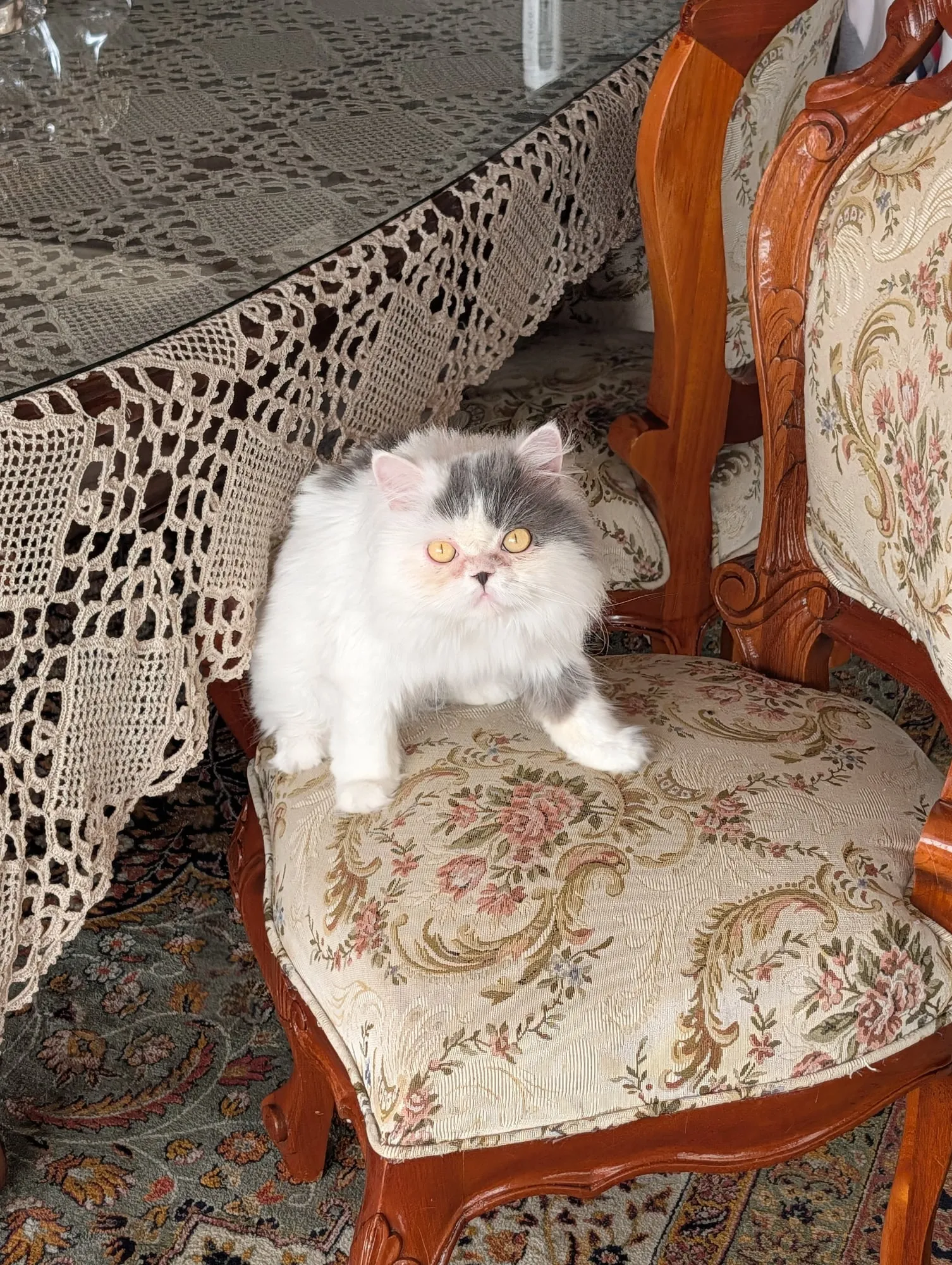 Gizmo, Scottish Straight blanco, pelo largo (highland straight)