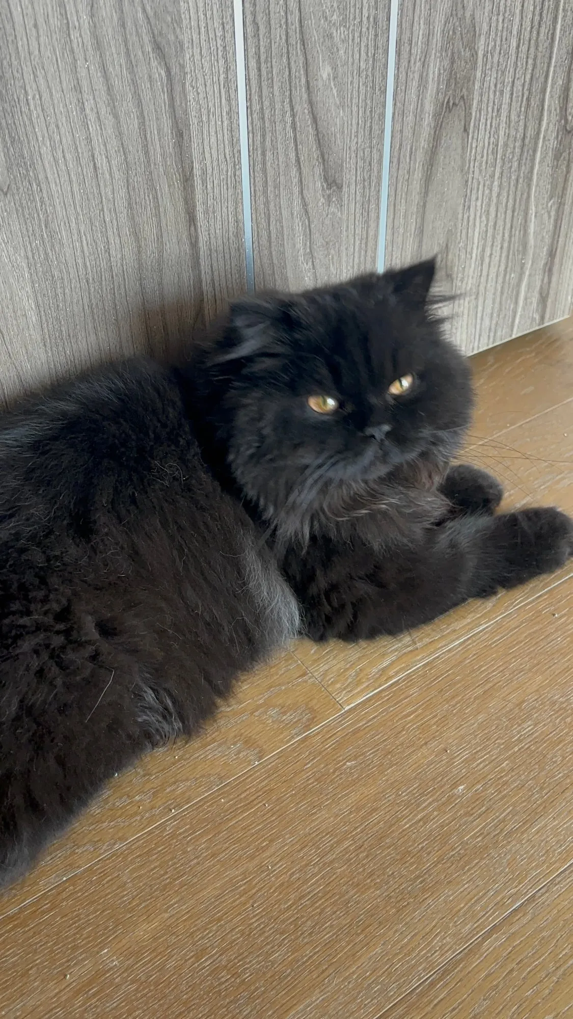 Jäger, Scottish Straight negro, pelo largo (highland straight)