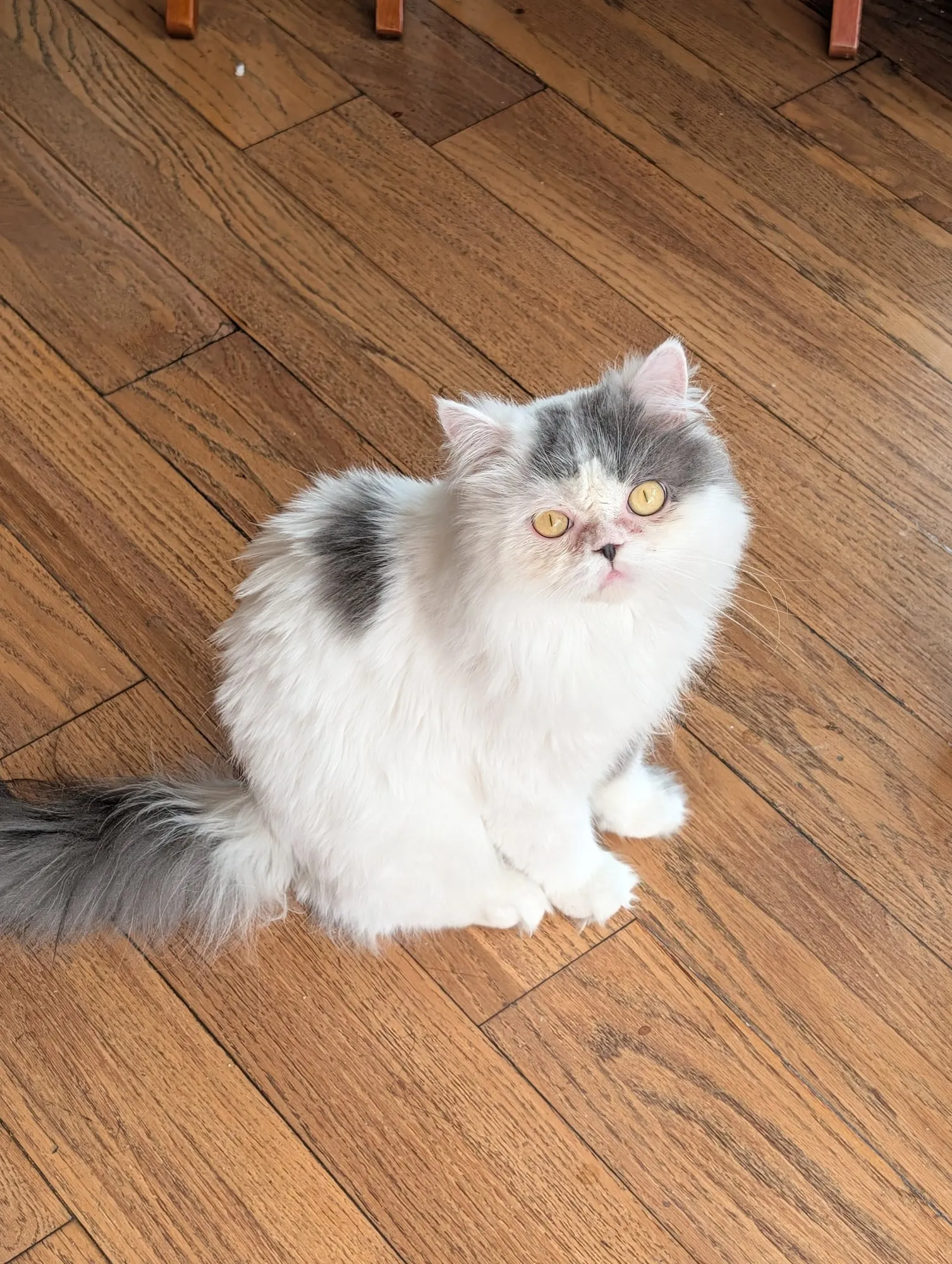 Gizmo, Scottish Straight blanco, pelo largo (highland straight)