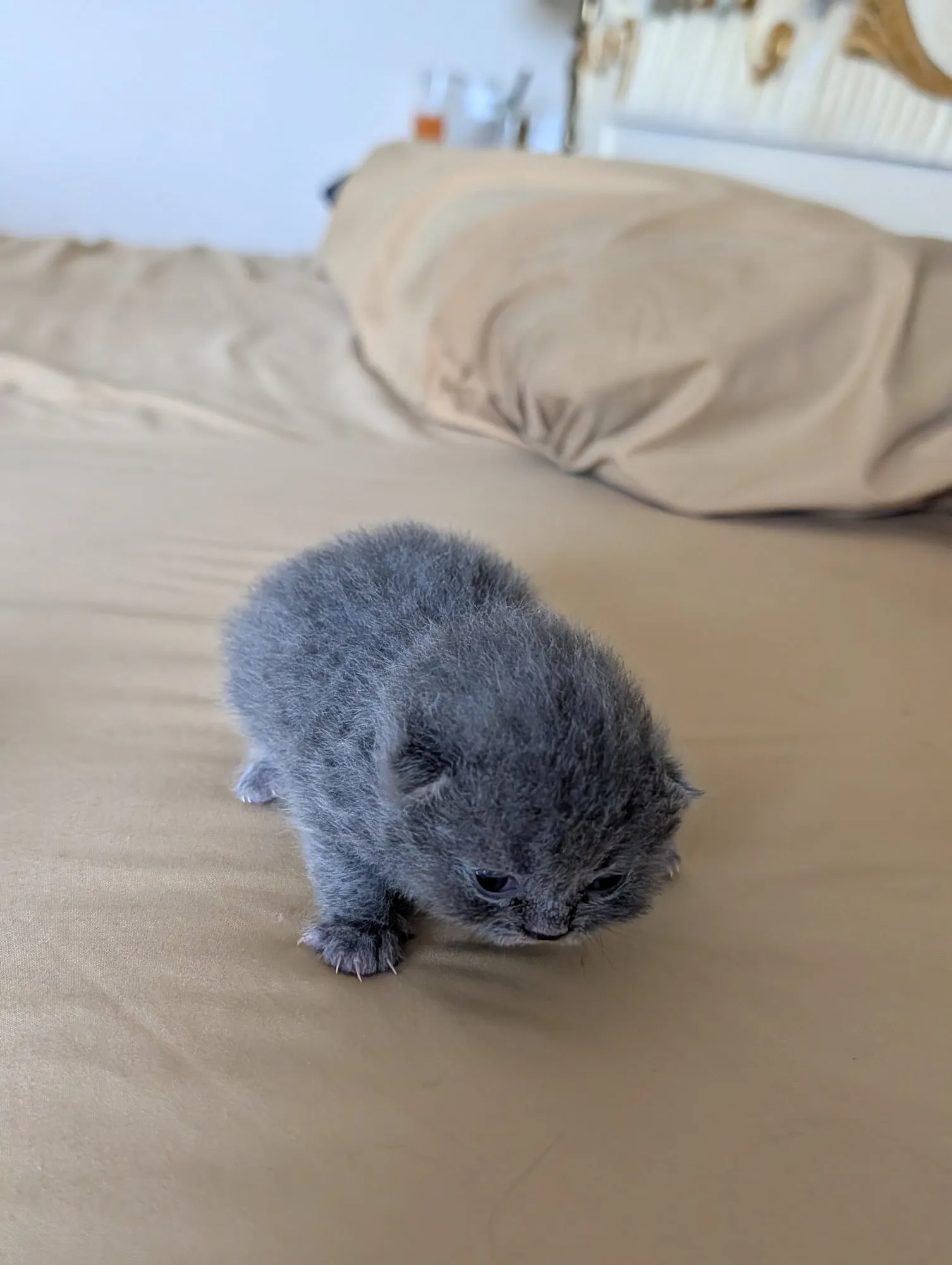 Bebé Blue 1, Scottish azul (gris azulado)