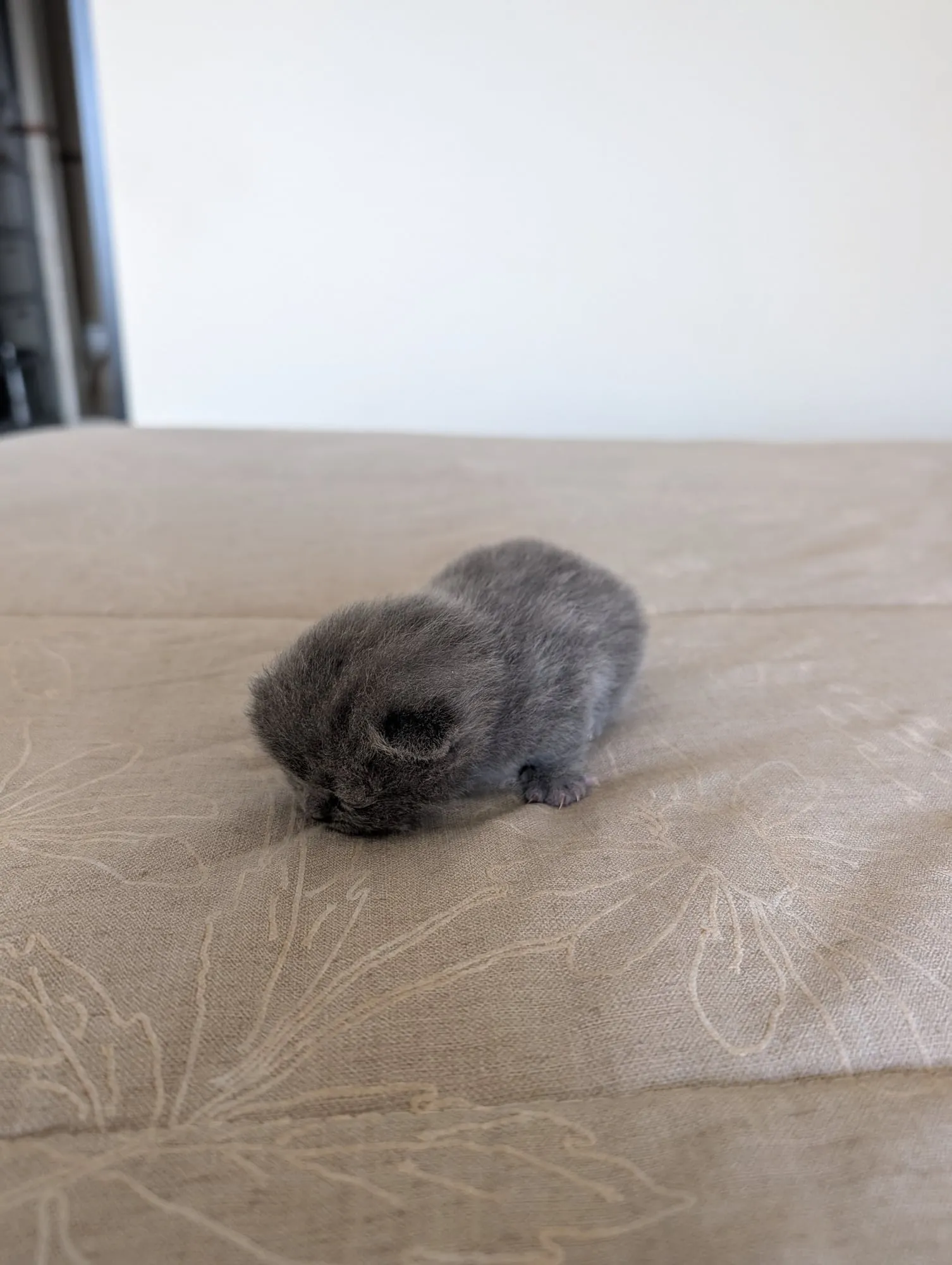 Bebé Blue 1, Scottish azul (gris azulado)