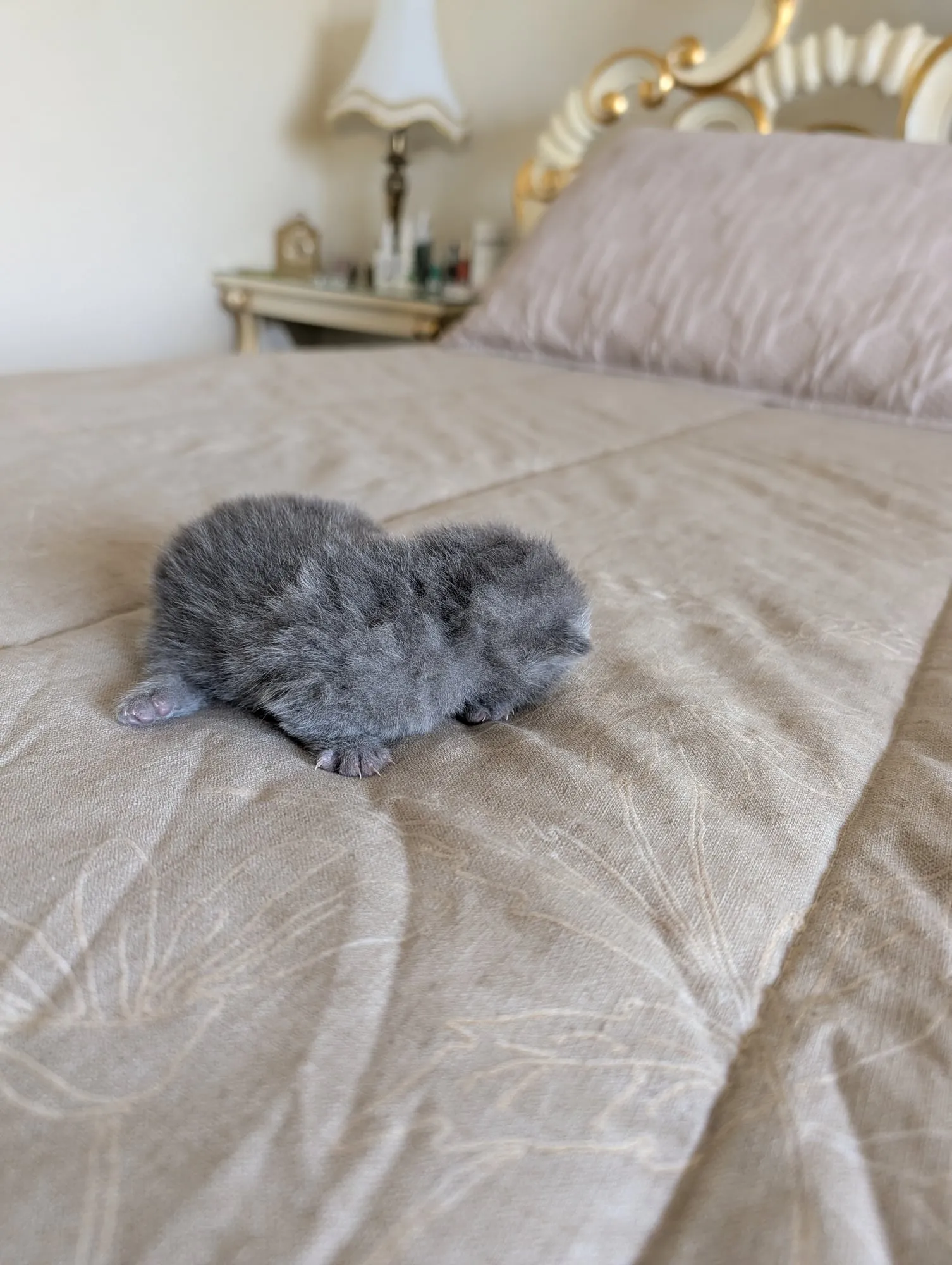 Bebé Blue 1, Scottish azul (gris azulado)