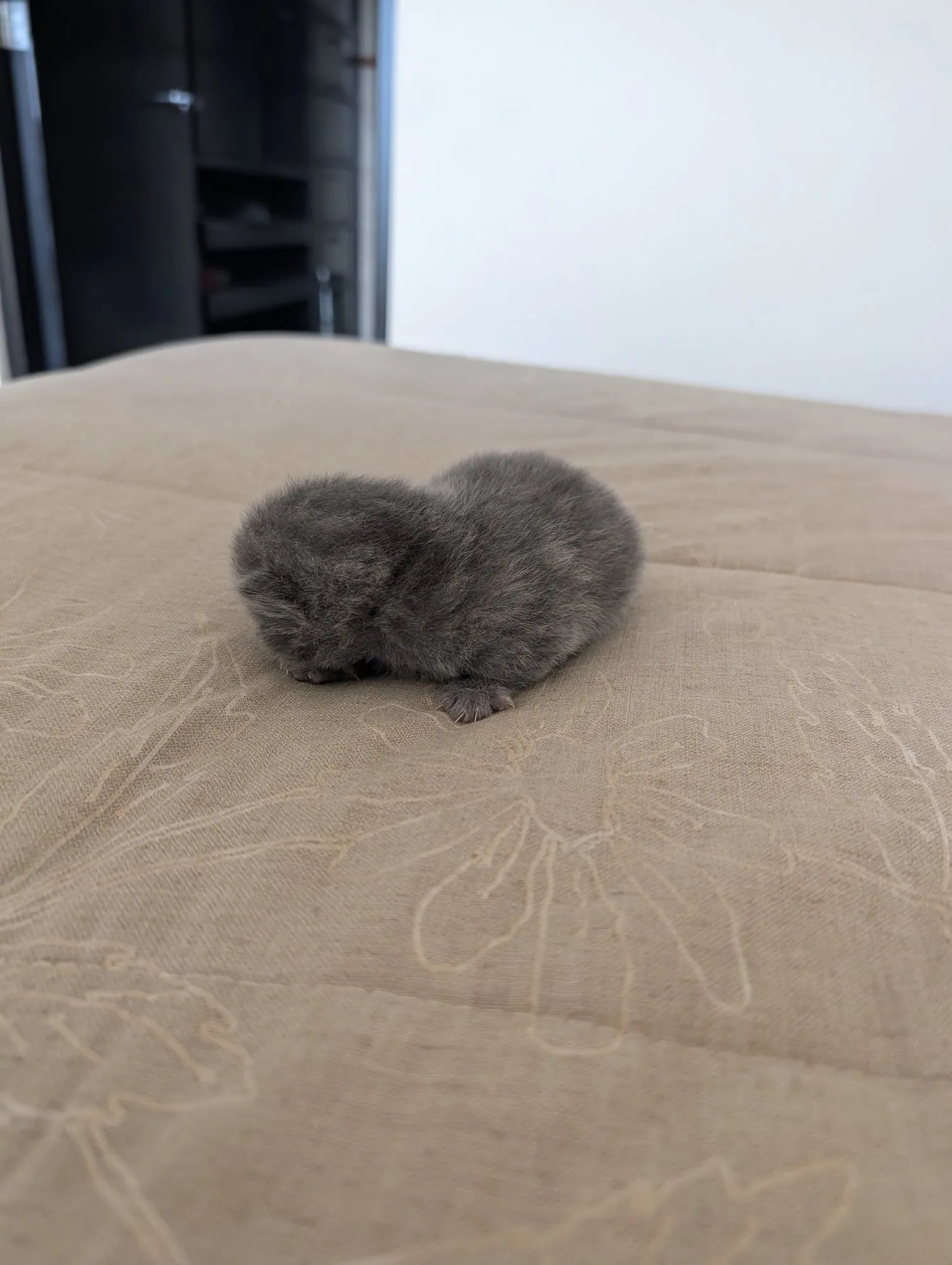Bebé Blue 1, Scottish azul (gris azulado)