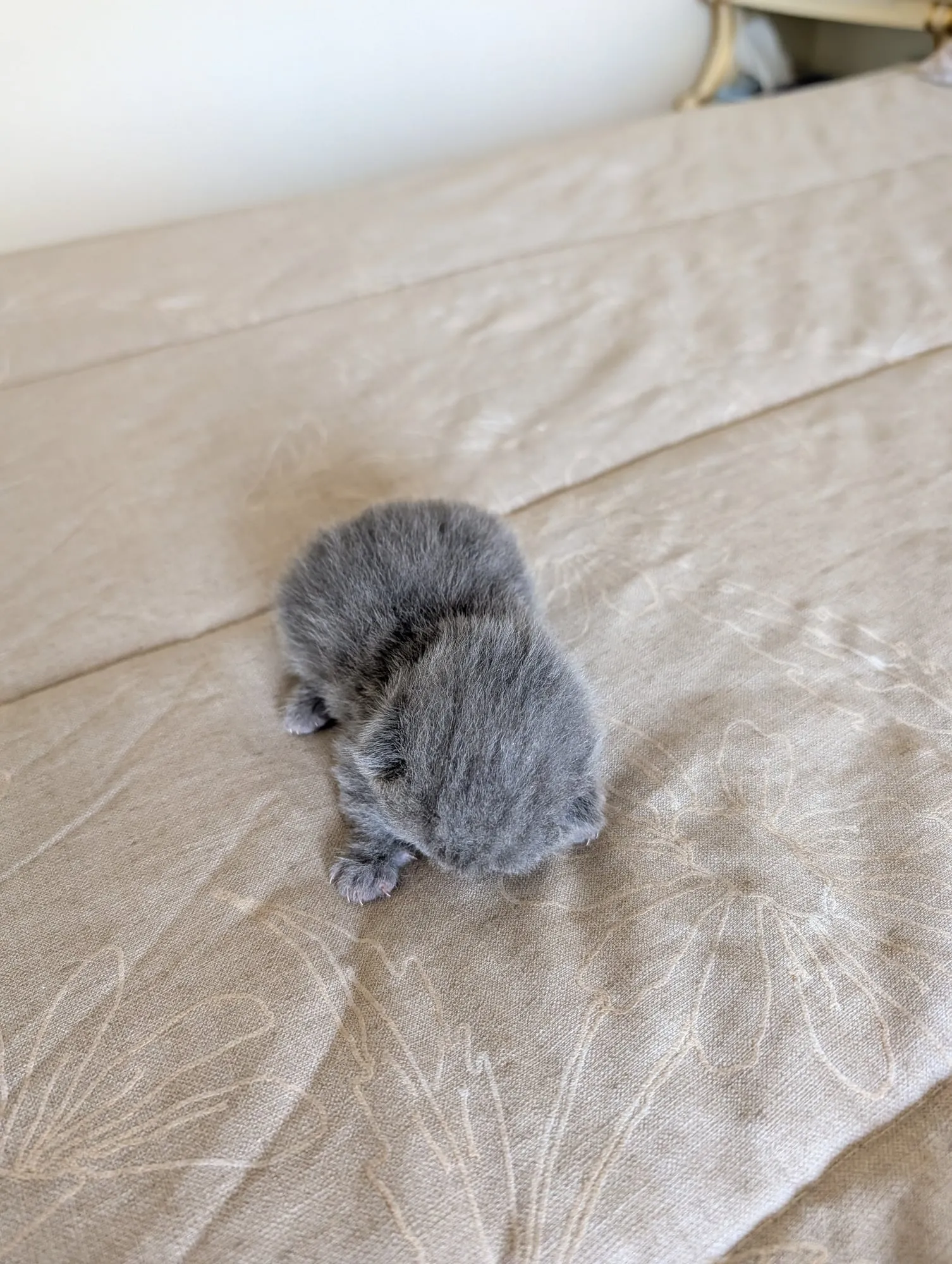 Bebé Blue 1, Scottish azul (gris azulado)